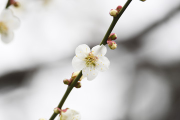 白梅