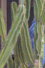 High prickly cactus succulents in a garden. 