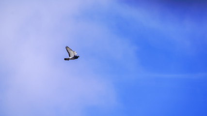 Beautiful Grey Dove flying in the sky