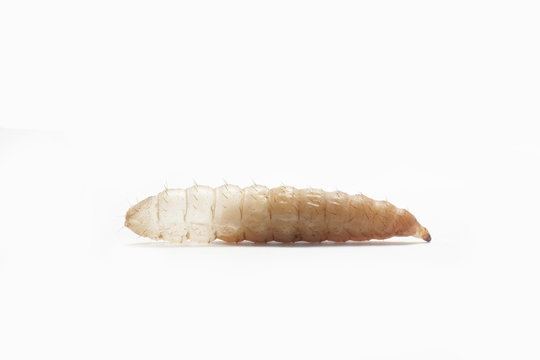 Larva in molting process on white background. Black soldier fly larva