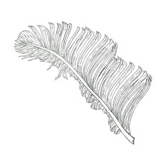 Vector vintage palm leaf illustration isolated on white background