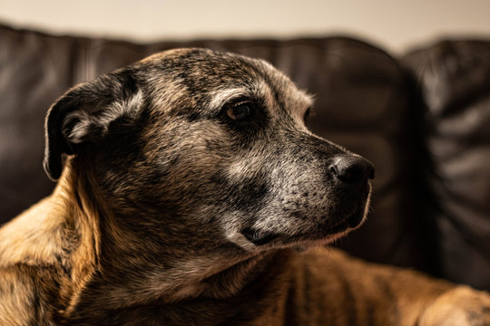 Old Pitbull Terrier With Grey Face