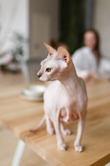 Pet, cat, sphinx sitting on a wooden table in a bright kitchen on the background of family, mother and daughter