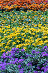 Fototapeta na wymiar Beautiful purple and yellow flower in the garden.