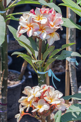 Selective focus close up Plumeria flower on pot in a garden.