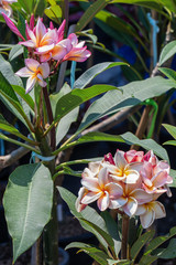 Selective focus close up Plumeria flower on pot in a garden.
