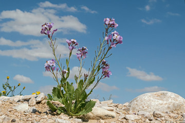 Desert Rocket Diplotaxis Acris Specimen wildflower with numerous stems of small dark lavender purple flowers growing on a rocky desert hilltop with sky in the background