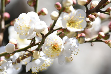 白梅