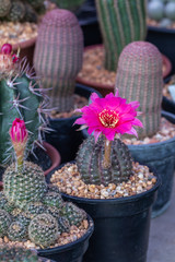 Selective focus beautiful pink flower of cactus on black pot.