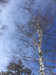 白樺と青空