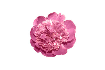 Beautiful pink flower isolated on white background. Peony on white background. 