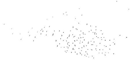 Flock of birds isolated on white background