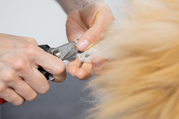 Professional groomer toenails cut little dog smiling tongue pomeranian spitz