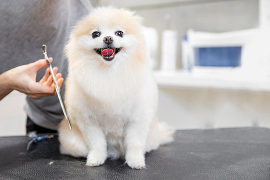Concept hairdresser for animals, groomer has trimmed happy dog pomeranian spitz