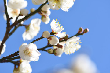 Obraz premium 白梅