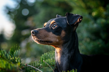 Portrait Hund im Wald vor Tannen mit Bäumen und Himmel im Hintergrund in der Natur