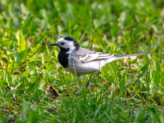 Wagtail bird portrait on green grass