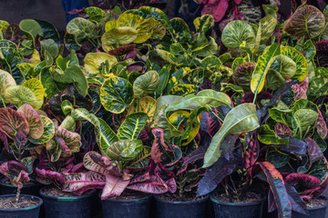 Selective focus Garden Croton or Variegated Croton.(Codiaeum variegatum) © alohapatty