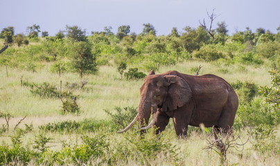 Fototapeta na wymiar An old African elephant with large tusks and damaged ears isolated on its own in the bush image in horizontal format