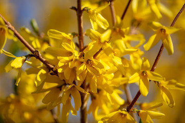 Yellow flower in the park in spring