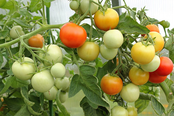 Bunches of tomatoes ripen in the bushes in autumn