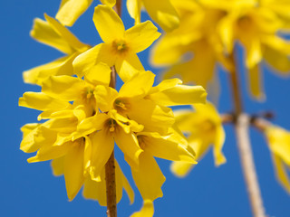 Obraz premium Yellow flower on a background of blue sky in spring