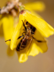 A bee collects honey from a yellow flower in spring
