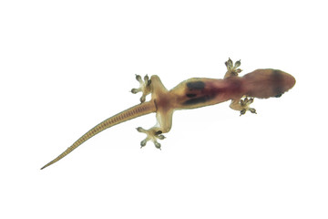 Gecko view from underneath light from behind make it look a bit transparent