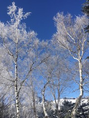 樹氷と青空