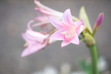Close up of Amarcrinum howardii flowers.