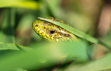 A green lizard is hiding in the grass in nature