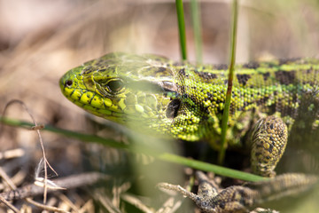 A green lizard is hiding in the grass in nature