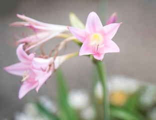 Close up of Amarcrinum howardii flowers.