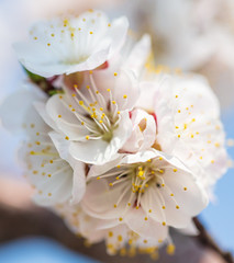 Beautiful apricot flowers in nature