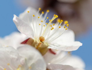 Beautiful apricot flowers in nature