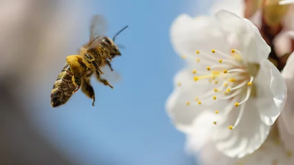 Deurstickers Een bij verzamelt honing van een bloem © schankz