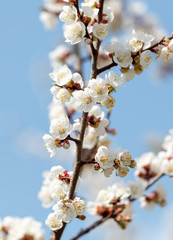 Apricot flowers on a background of blue sky