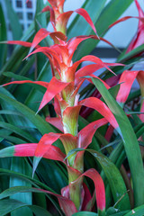 Obraz premium Selective focus Bromeliad (Vriesea) tropical plant. Close up of red Bromeliad flower or Aechmea in a garden.