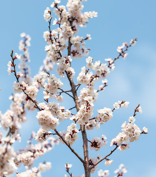 Apricot flowers on a background of blue sky