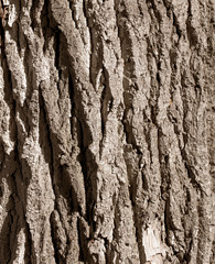 Tree bark as an abstract background