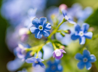 Blue flowers on the nature