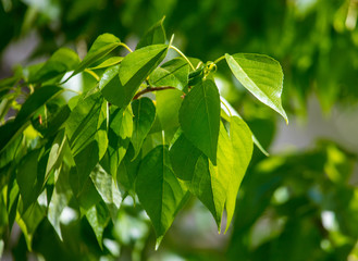 Fototapeta na wymiar Green leaves on a tree on nature