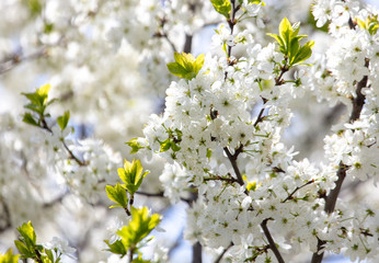 White flowers on a fruit tree on nature