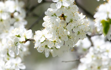 White flowers on a fruit tree on nature