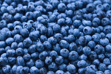 Fresh blueberry background. Texture blueberry berries close up.