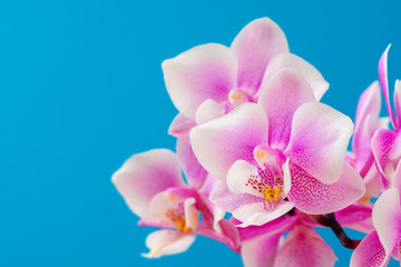 Pink orchid flower close up against blue background