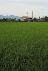 Fototapeta na wymiar A mosque with rice field foreground and mountain background. picture is taken when cloudy day