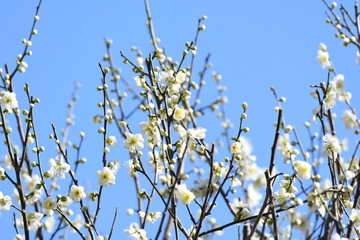 梅の花　白梅