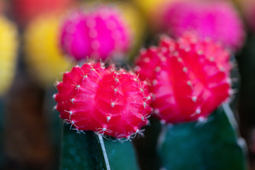 Beautiful Colorful Gymnocalycium mihanovichii grafted cactus  cactus on pot in the garden.Selective focus Gymnocalycium grafted cactus or moon cactus.