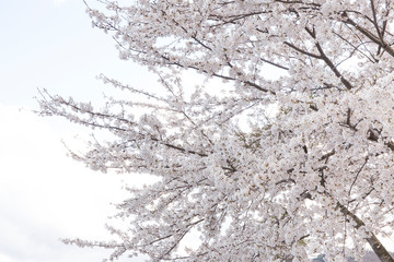 Sakura blooming with clear white sky